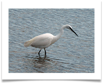 LITTLE EGRET.jpg - Jan and Steve Hodson